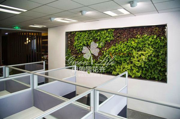辦公室植物綠墻