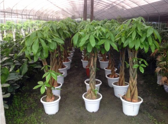 發(fā)財種植基地