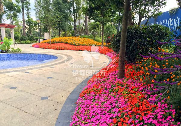 售樓部花草綠植租擺養(yǎng)護(hù)