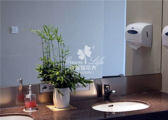 衛(wèi)生間植物綠租賃