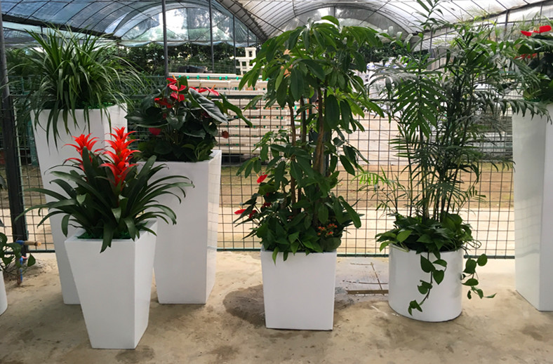 植物備貨區(qū)