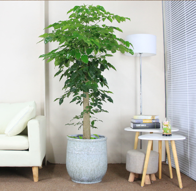 【綠植物租賃】幸福樹