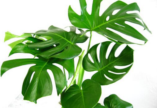 龜背竹有毒,適合家養嗎?