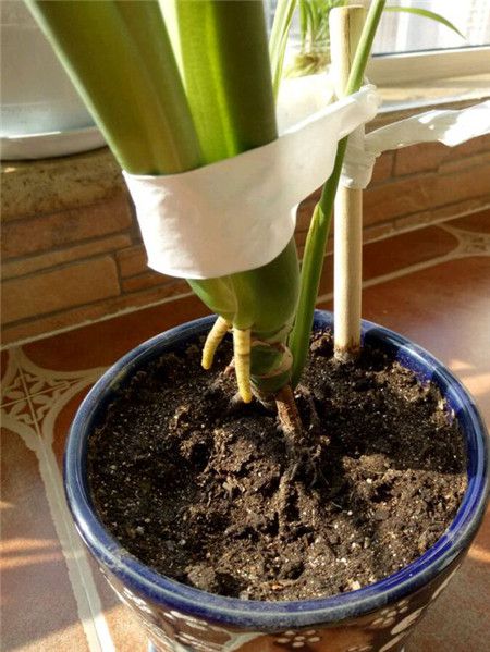 龜背竹張氣生根