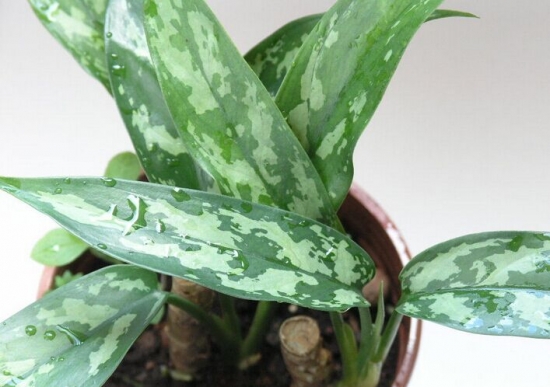 銀皇后最佳生長(zhǎng)光照