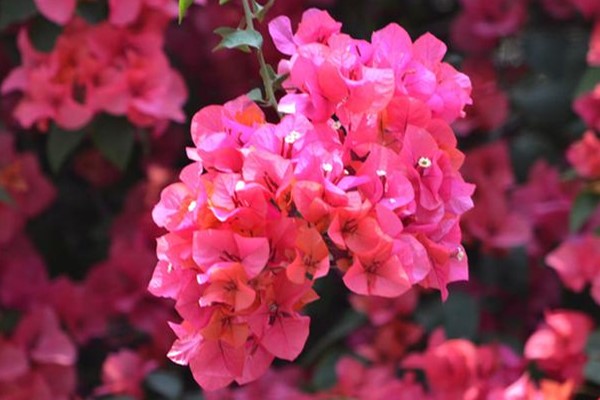 三角梅冬天飼養的忌諱